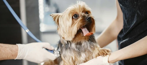 pexels-gustavo-fring-6816858.jpg.