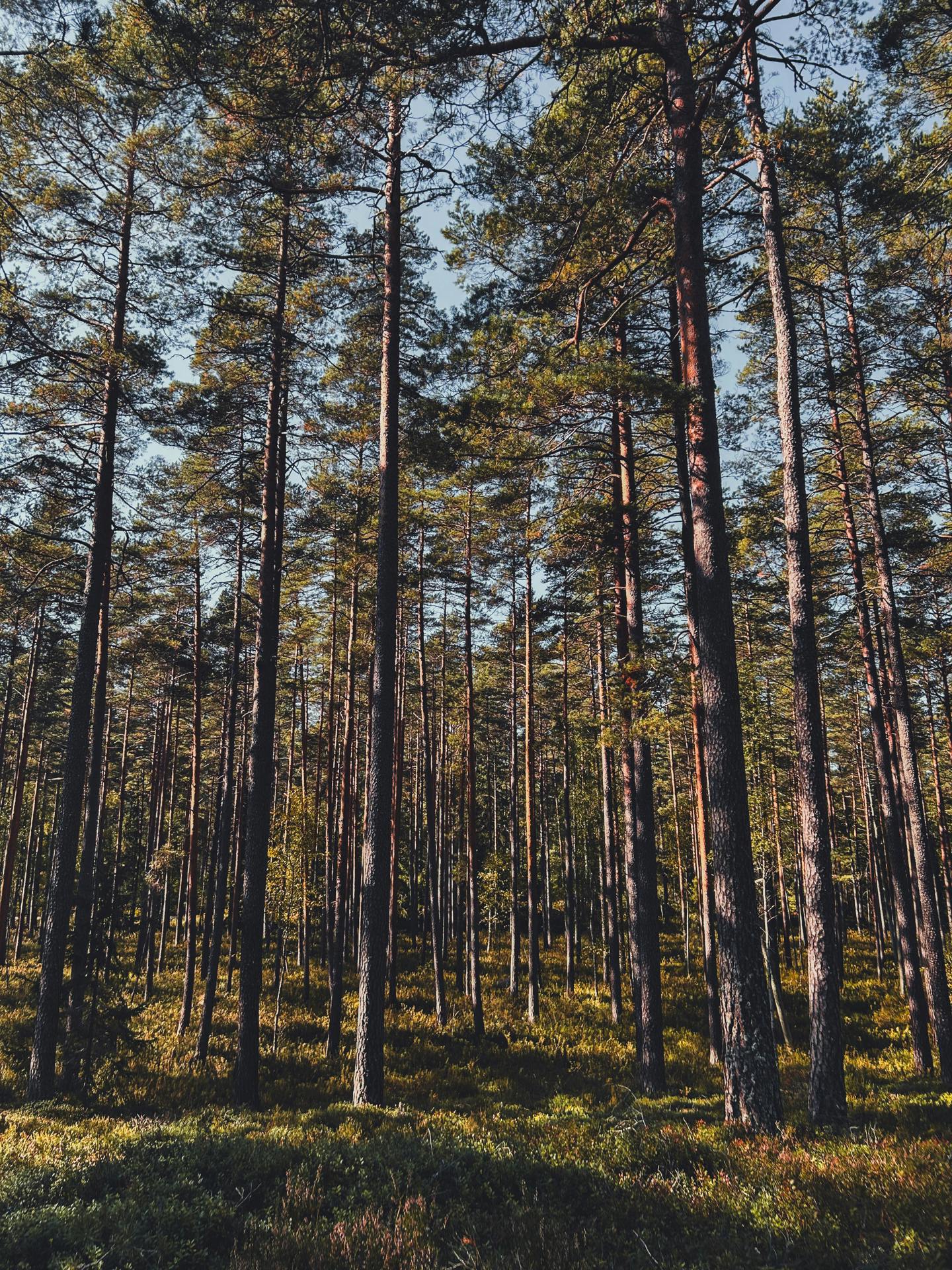 Skog.