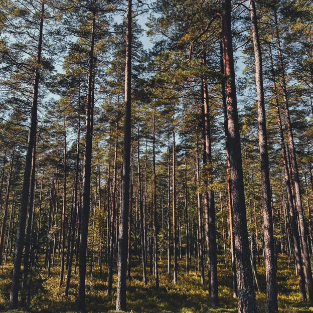 Skog.