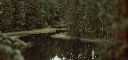 Skog vatten.