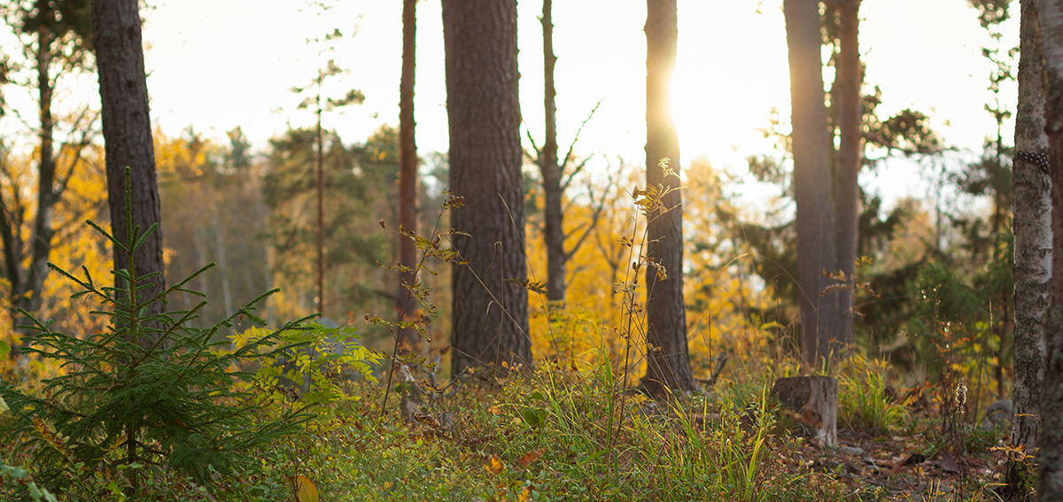 Solig skog.